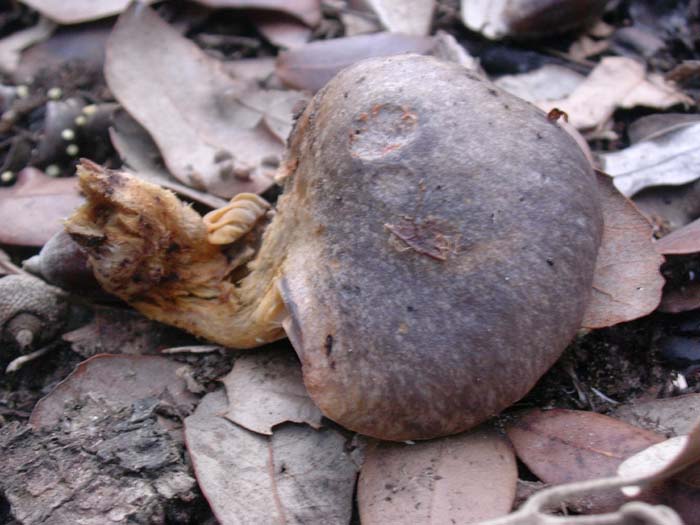 Castelfusano (RM) 01.12.06