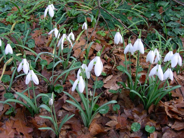 Galanthus nivalis / Bucaneve