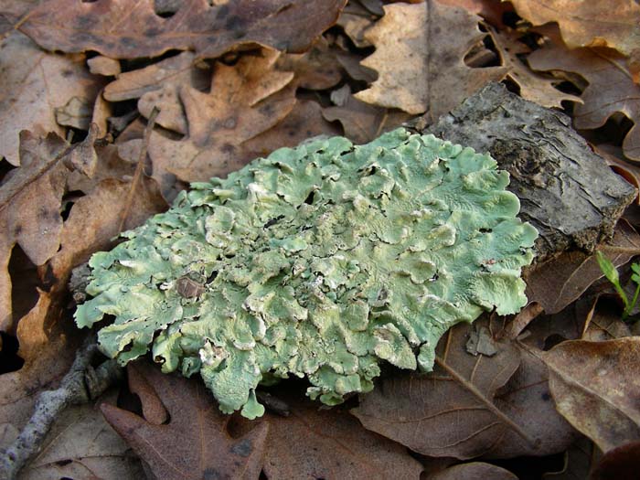 sono licheni? 19.01.07. localit� tre cancelli