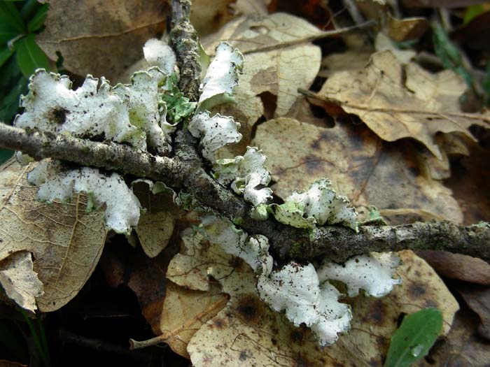 sono licheni? 19.01.07. localit� tre cancelli