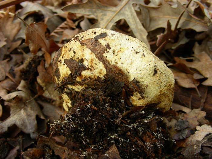 Manziana (RM) 30.01.07