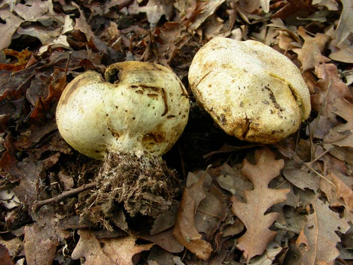 Manziana (RM) 30.01.07