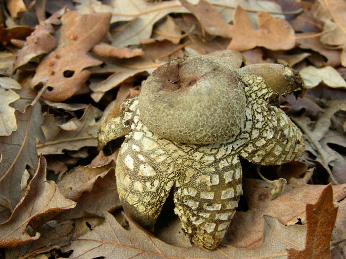 Manziana (RM) 30.01.07