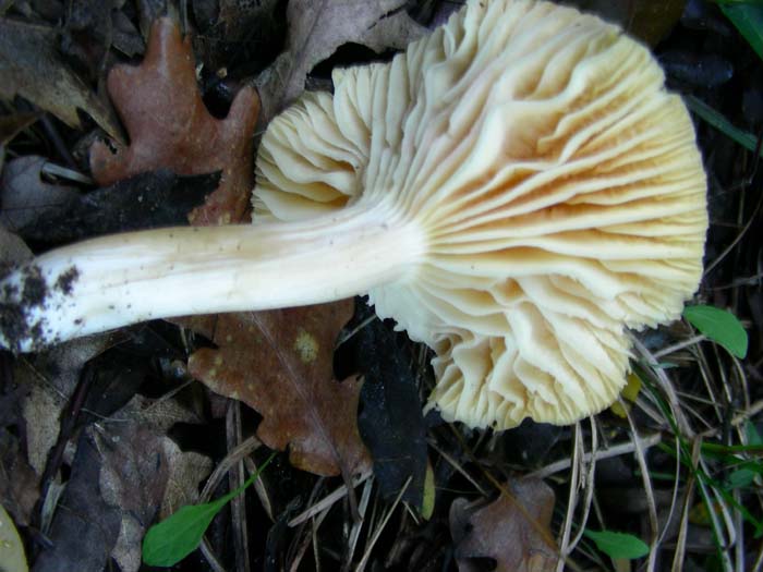 alcuni ritrovamenti del 02.02.07