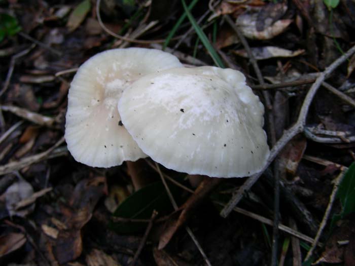 alcuni ritrovamenti del 02.02.07