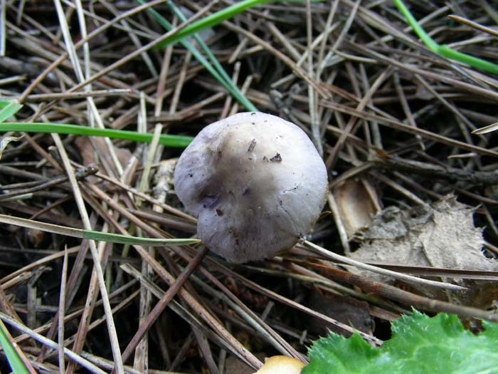 gli altri ritrovamenti del 02.02.07 Castel fusano (RM).