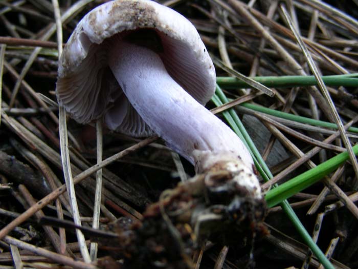 gli altri ritrovamenti del 02.02.07 Castel fusano (RM).