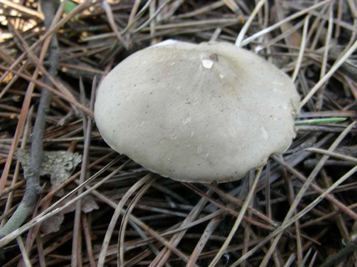 gli altri ritrovamenti del 02.02.07 Castel fusano (RM).