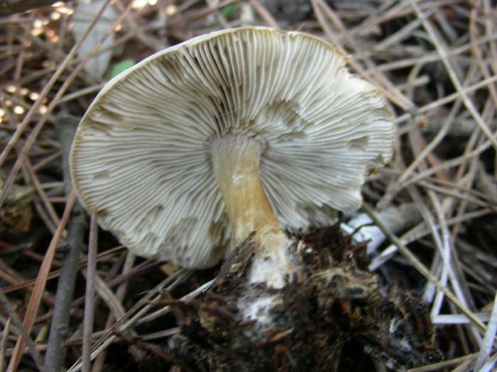 gli altri ritrovamenti del 02.02.07 Castel fusano (RM).