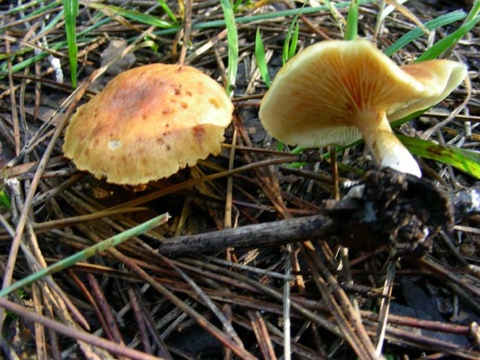 gli altri ritrovamenti del 02.02.07 Castel fusano (RM).