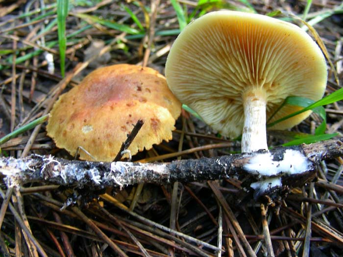 gli altri ritrovamenti del 02.02.07 Castel fusano (RM).