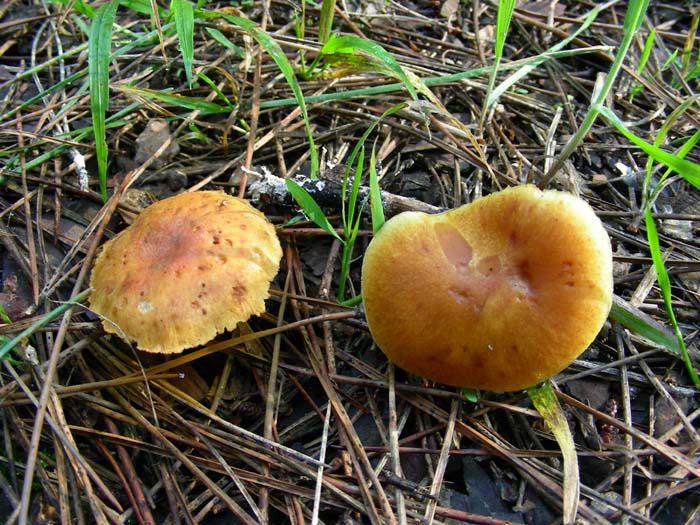 gli altri ritrovamenti del 02.02.07 Castel fusano (RM).