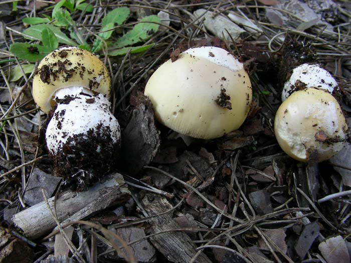 gli altri ritrovamenti del 02.02.07 Castel fusano (RM).