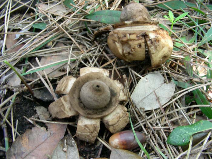 gli altri ritrovamenti del 02.02.07 Castel fusano (RM).