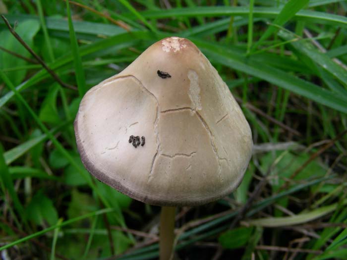 06.02.07 Litorale romano