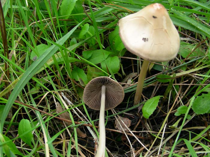 06.02.07 Litorale romano