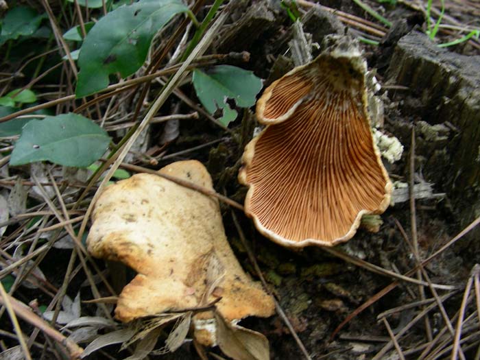 06.02.07 Litorale romano