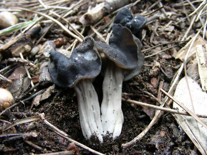 Litorale romano 06.02.07 (Helvella lacunosa)