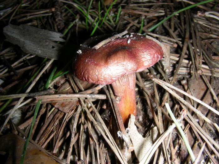 06.02.07 Litorale romano