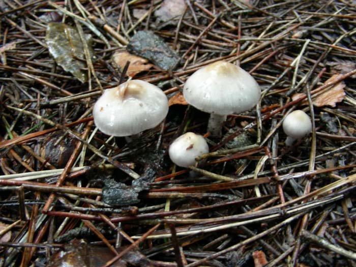 Inocybe geofilla (var. lilacina?) 09.02.07