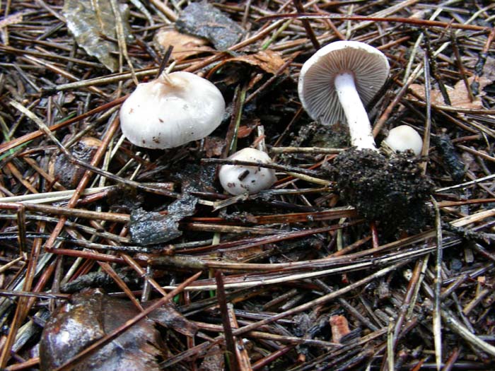 Inocybe geofilla (var. lilacina?) 09.02.07