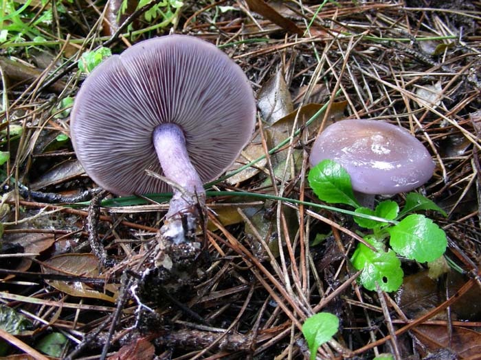 Inocybe geofilla (var. lilacina?) 09.02.07