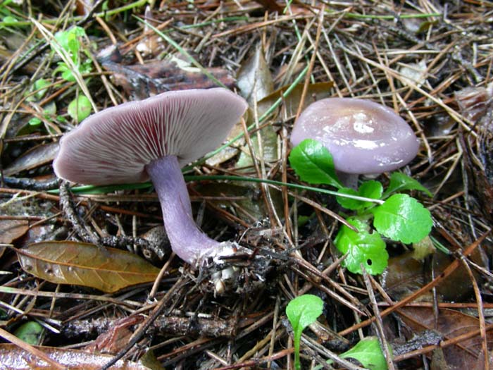 Inocybe geofilla (var. lilacina?) 09.02.07