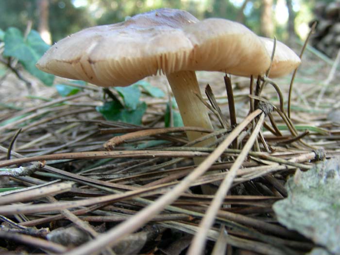 Litorale romano 13.02.07