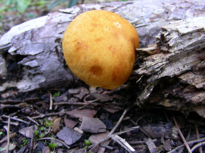 Litorale romano 13.02.07