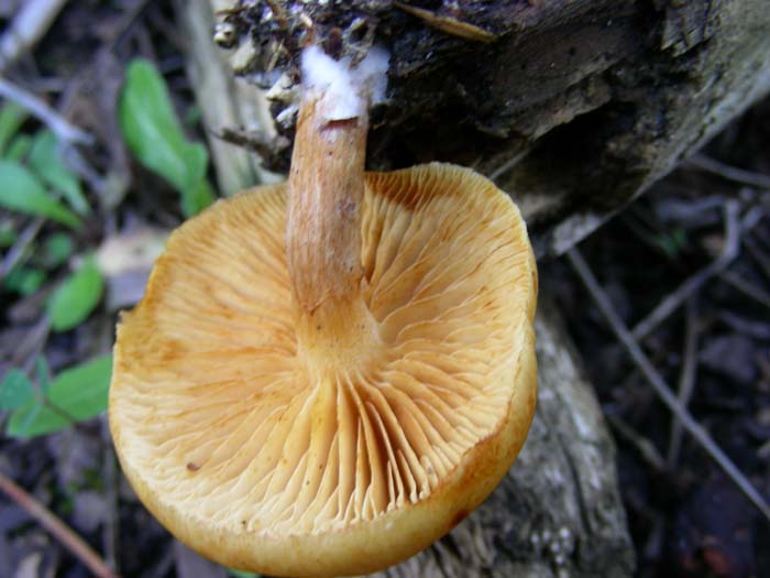 Litorale romano 13.02.07