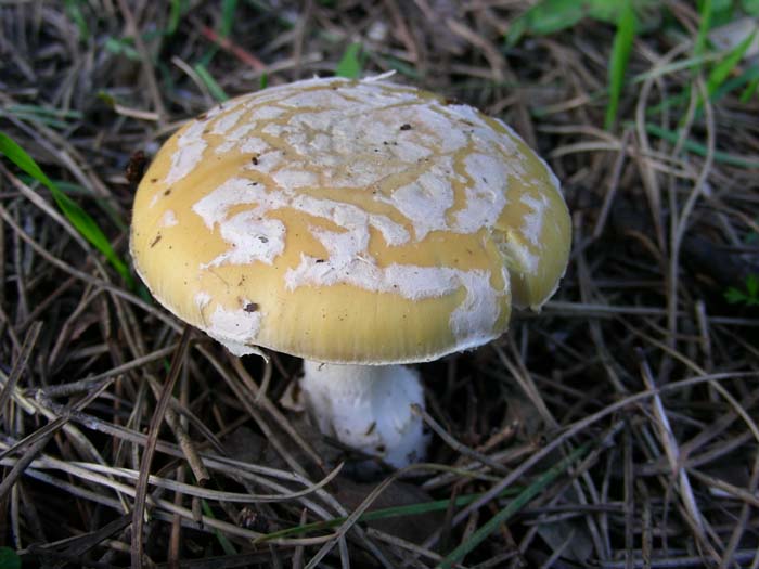 Litorale romano 13.02.07