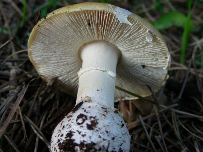 Litorale romano 13.02.07