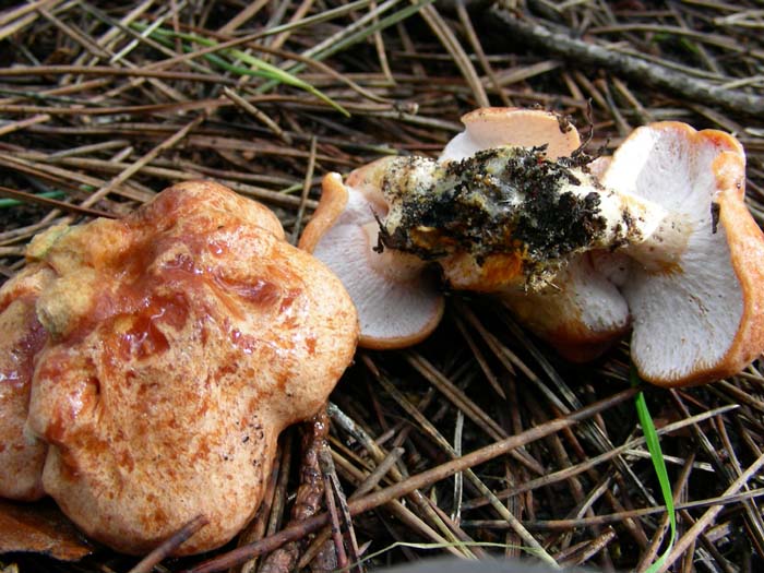 ritrovamenti del 20.02.07  Litorale di Latina