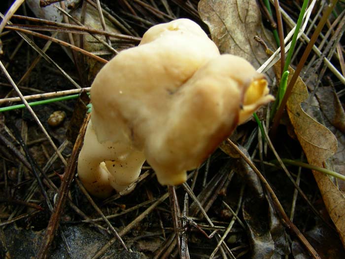 ritrovamenti del 20.02.07  Litorale di Latina