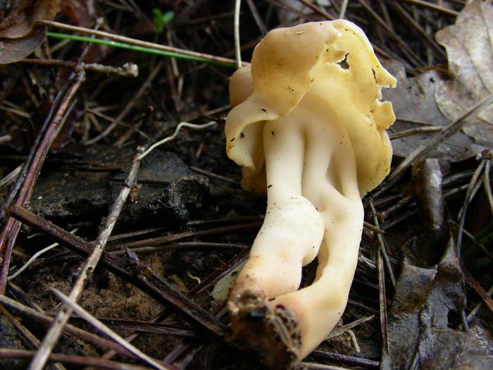 ritrovamenti del 20.02.07  Litorale di Latina