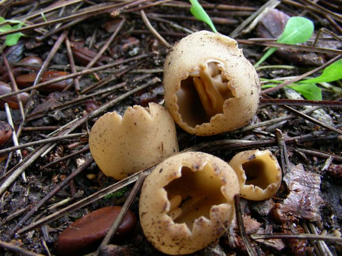 ritrovamenti del 20.02.07  Litorale di Latina