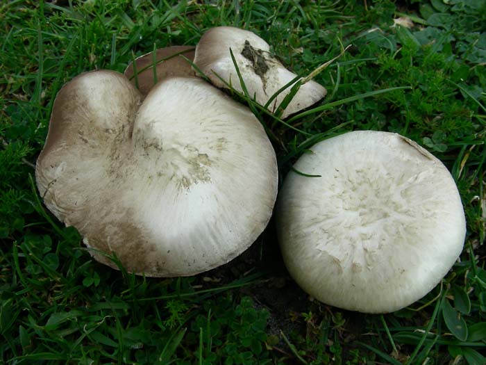 ritrovamenti 23.02.07  Tolfa (RM)