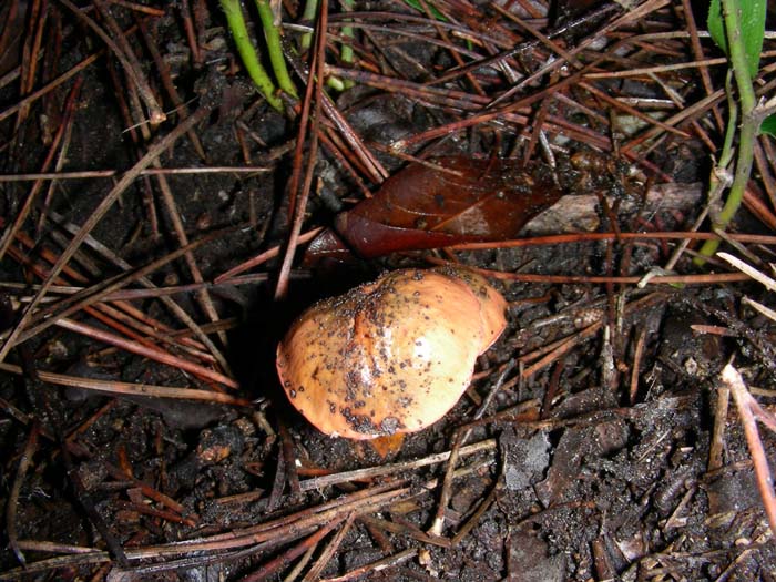 alcuni ritrovamenti del 08.01.08