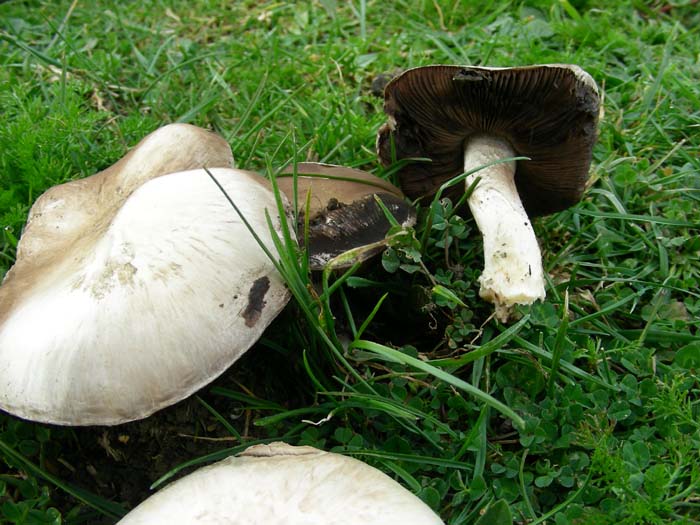 ritrovamenti 23.02.07  Tolfa (RM)