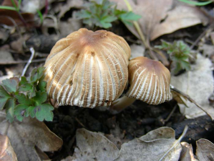 ritrovamenti 23.02.07  Tolfa (RM)