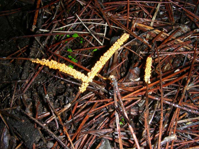 alcuni ritrovamenti del 08.01.08