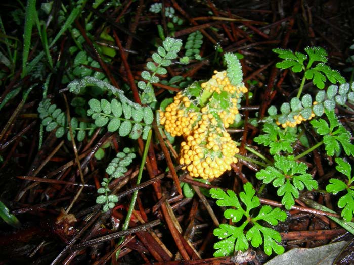 alcuni ritrovamenti del 08.01.08