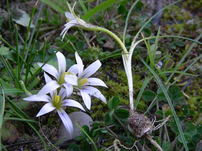 piante (fiori) 27.02.07.