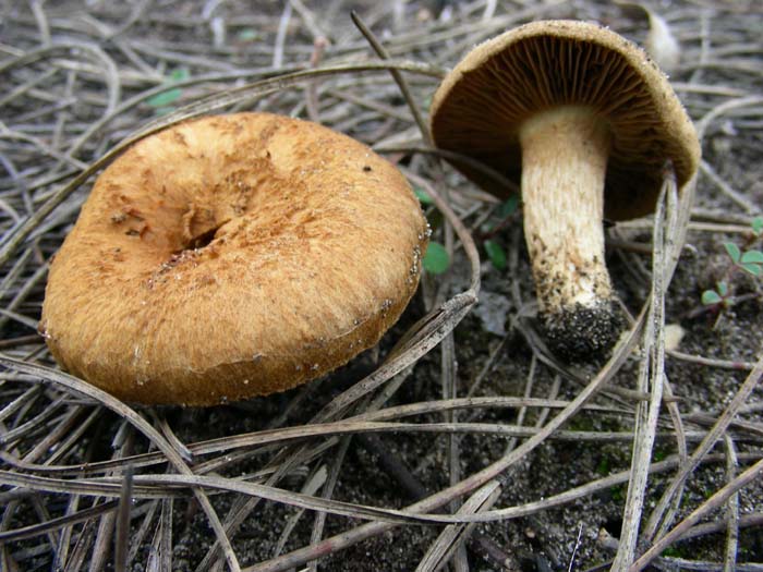 inocybe 03.03.07 Litorale romano