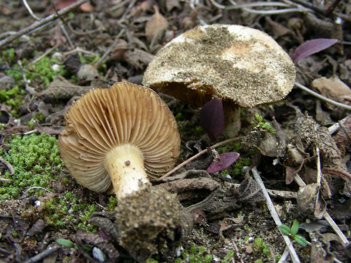 inocybe 03.03.07 Litorale romano