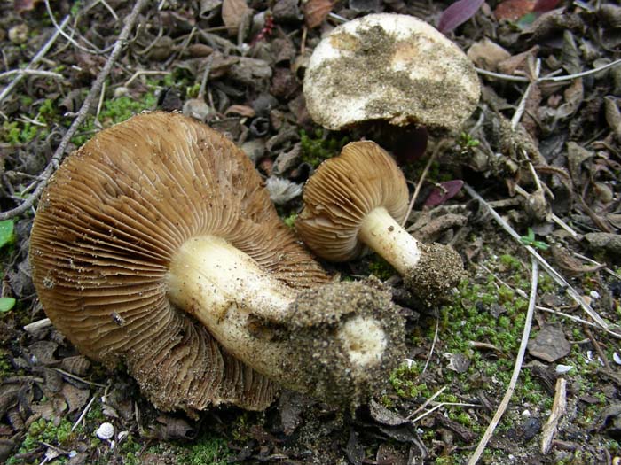 inocybe 03.03.07 Litorale romano