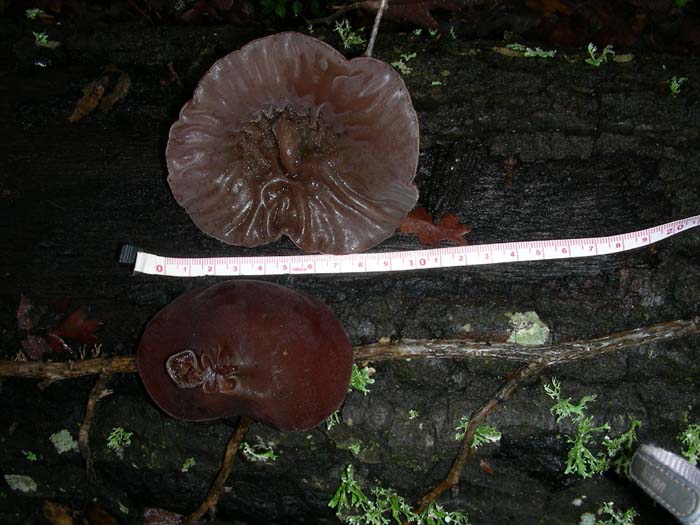 Auricularia auricula-judae del 15.01.08