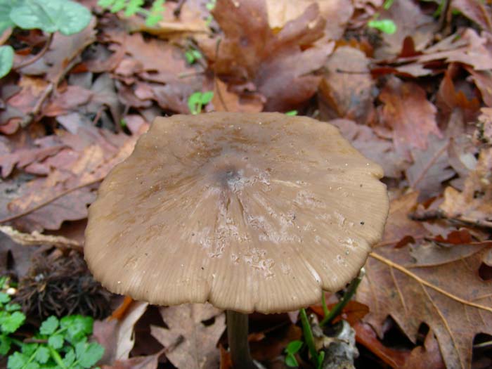 Entoloma del 15.01.08