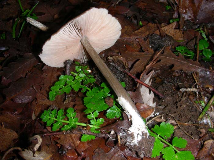 Entoloma del 15.01.08