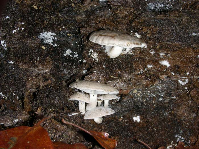 Ossicaulis lignatilis del 15.01.08